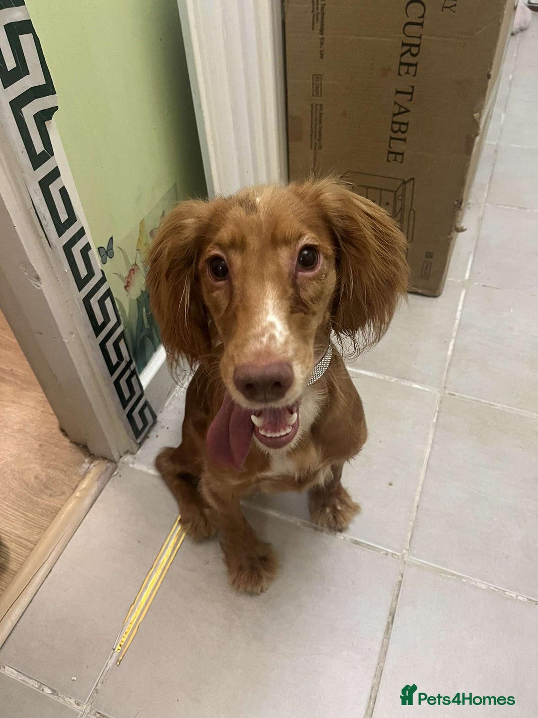 Cocker Spaniel dogs for sale: 8 month old puppy called summer ☀️ - Image 2