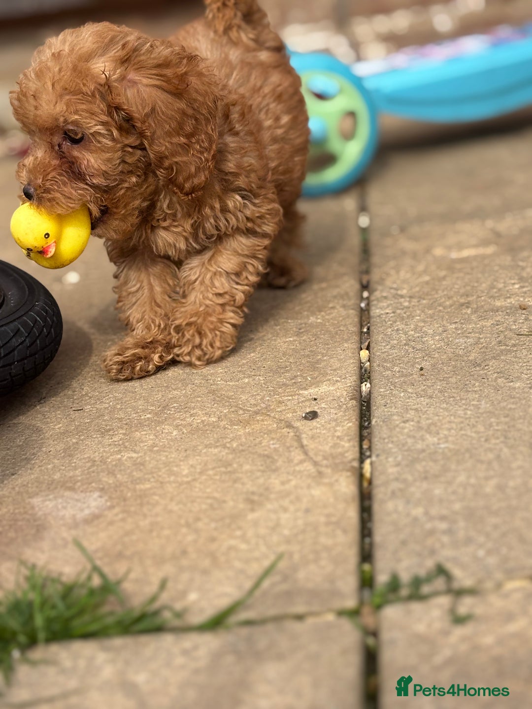Miniature Poodle dogs for sale: Gorgeous apricot miniature poodle puppies - Image 8