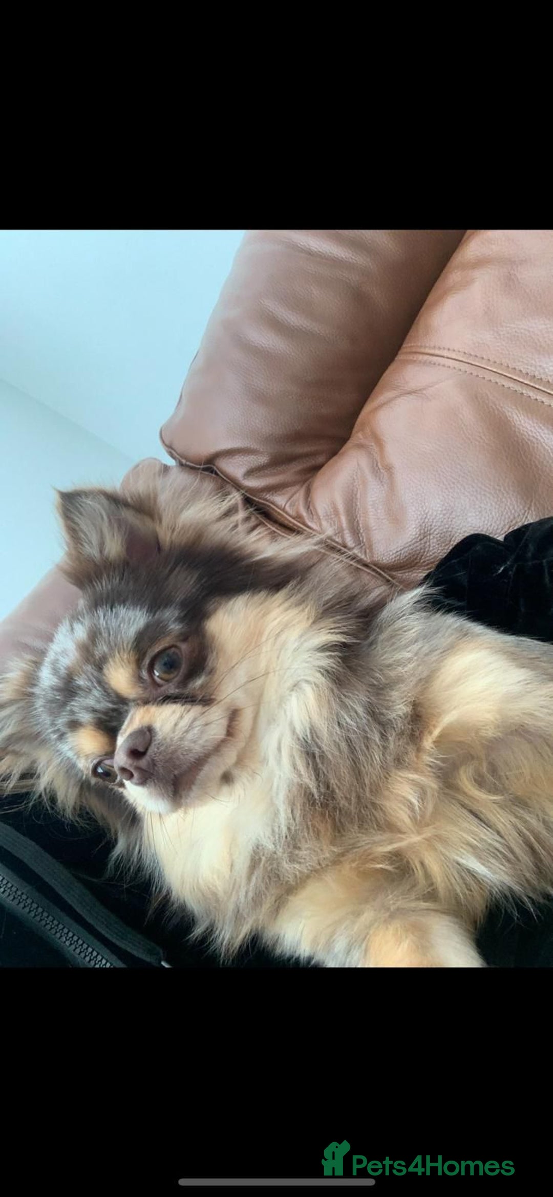 Chihuahua dogs for stud: MARLEY has arrived for stud🏆 k.c merle boy - Image 21