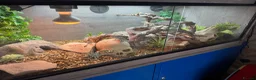 Lizard reptiles for sale: Collared lizards for sale  in Birmingham - Advert 1