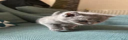 British Shorthair cats for sale: 4 adorable kittens remaining ready for a new home - Advert 9