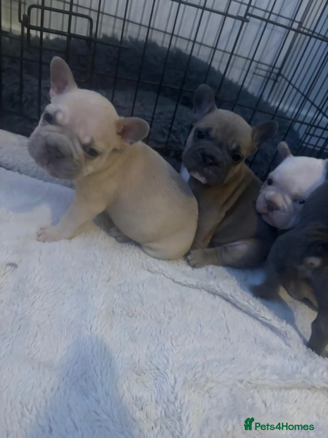 French Bulldog dogs for sale: French bulldog puppies  - Advert 6