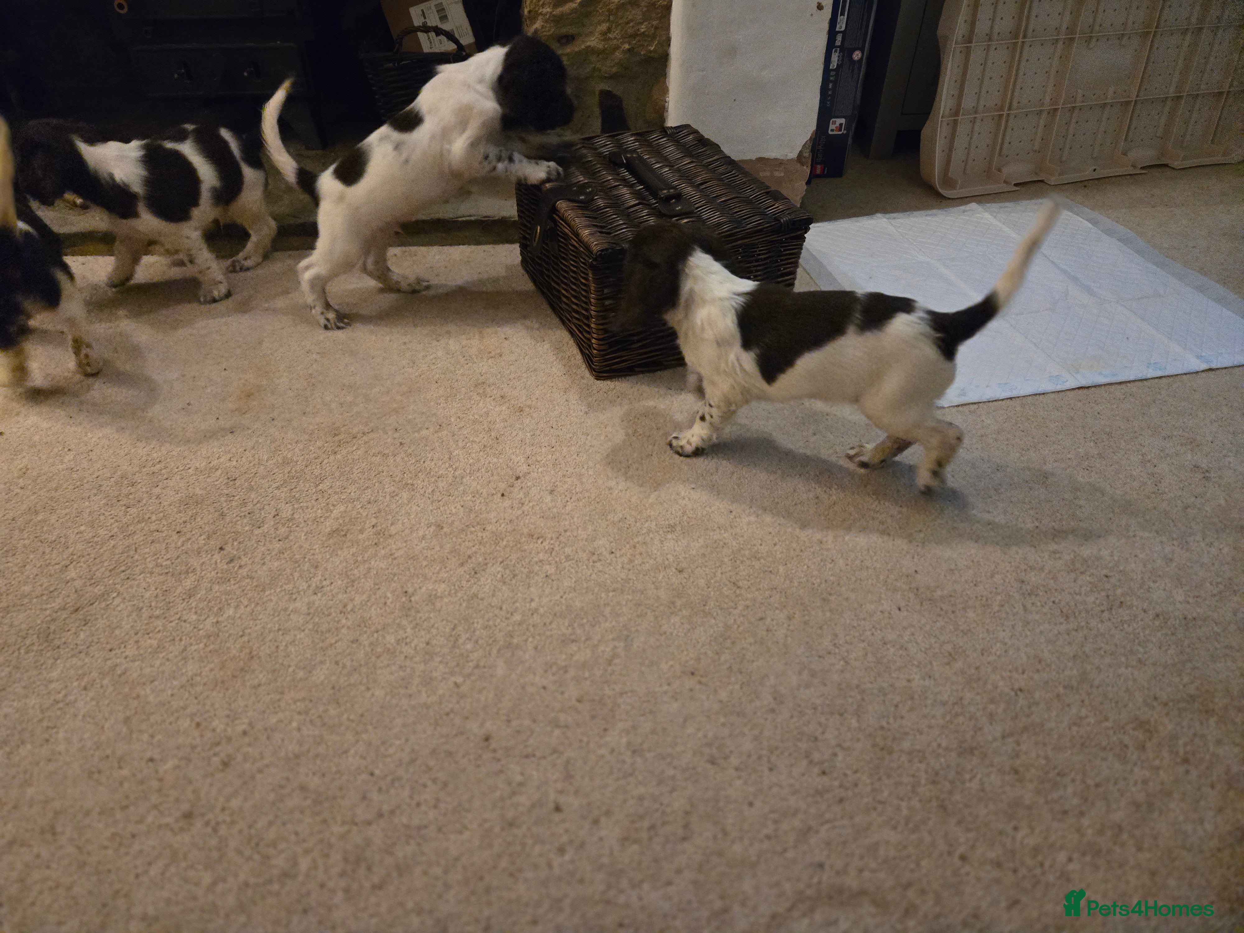 English Springer Spaniel dogs KC Registered English Springer Spaniel Puppies - Advert 2