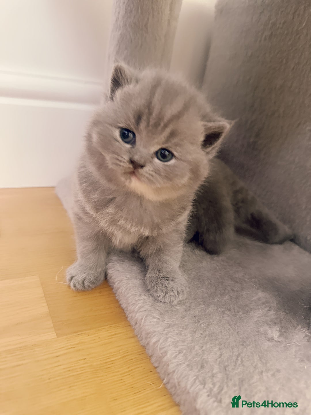 British Shorthair cats for sale: 2 female British short hair - Advert 20