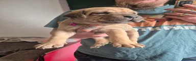 Cane Corso Puppy 6