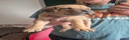 Cane Corso dogs for sale: Cane corso cross tibetan mastiff puppies - Advert 17