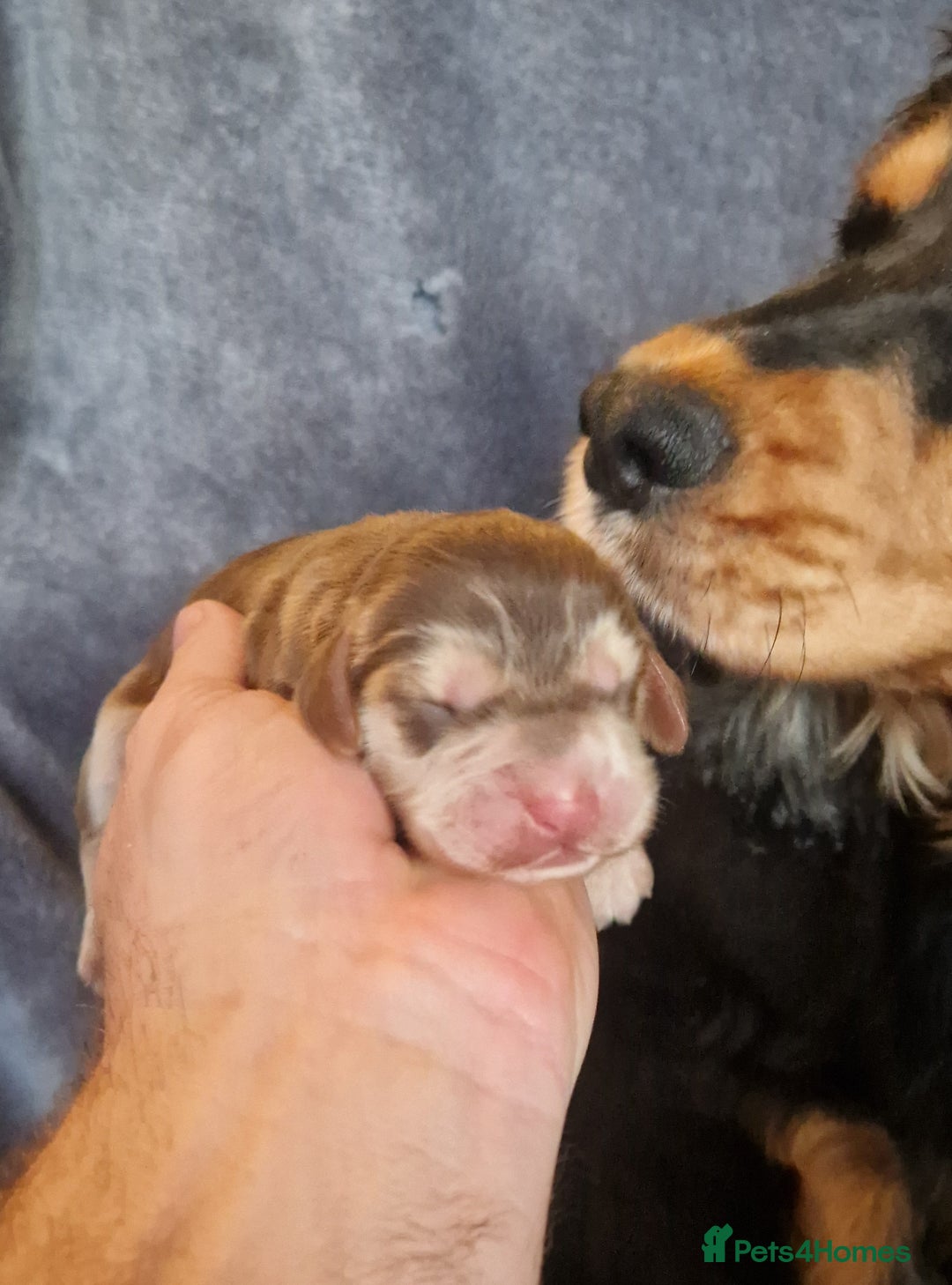 Cocker Spaniel dogs for sale: Kc registered show type puppies - Image 9