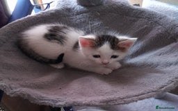 Mixed Breed cats for sale: Beautiful mixed kittens(only 1 boy left) - Image 2
