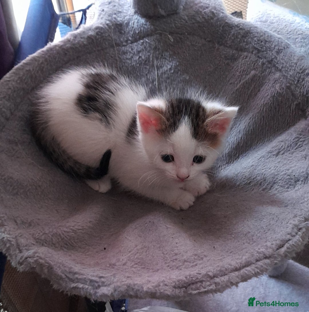 Mixed Breed cats for sale: Beautiful mixed kittens(only 1 boy left) - Image 2