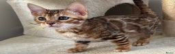 Bengal cats for sale: Beautiful Bengal babies ready this weekend  - Advert 7