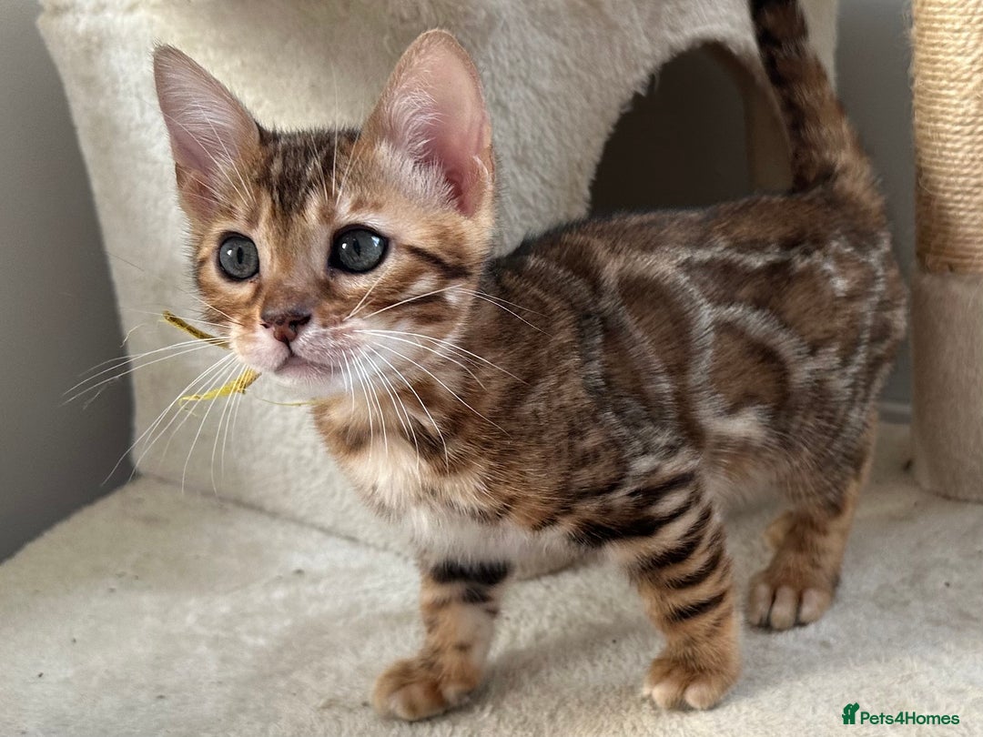 Bengal cats for sale: Beautiful Bengal babies ready this weekend  - Advert 7