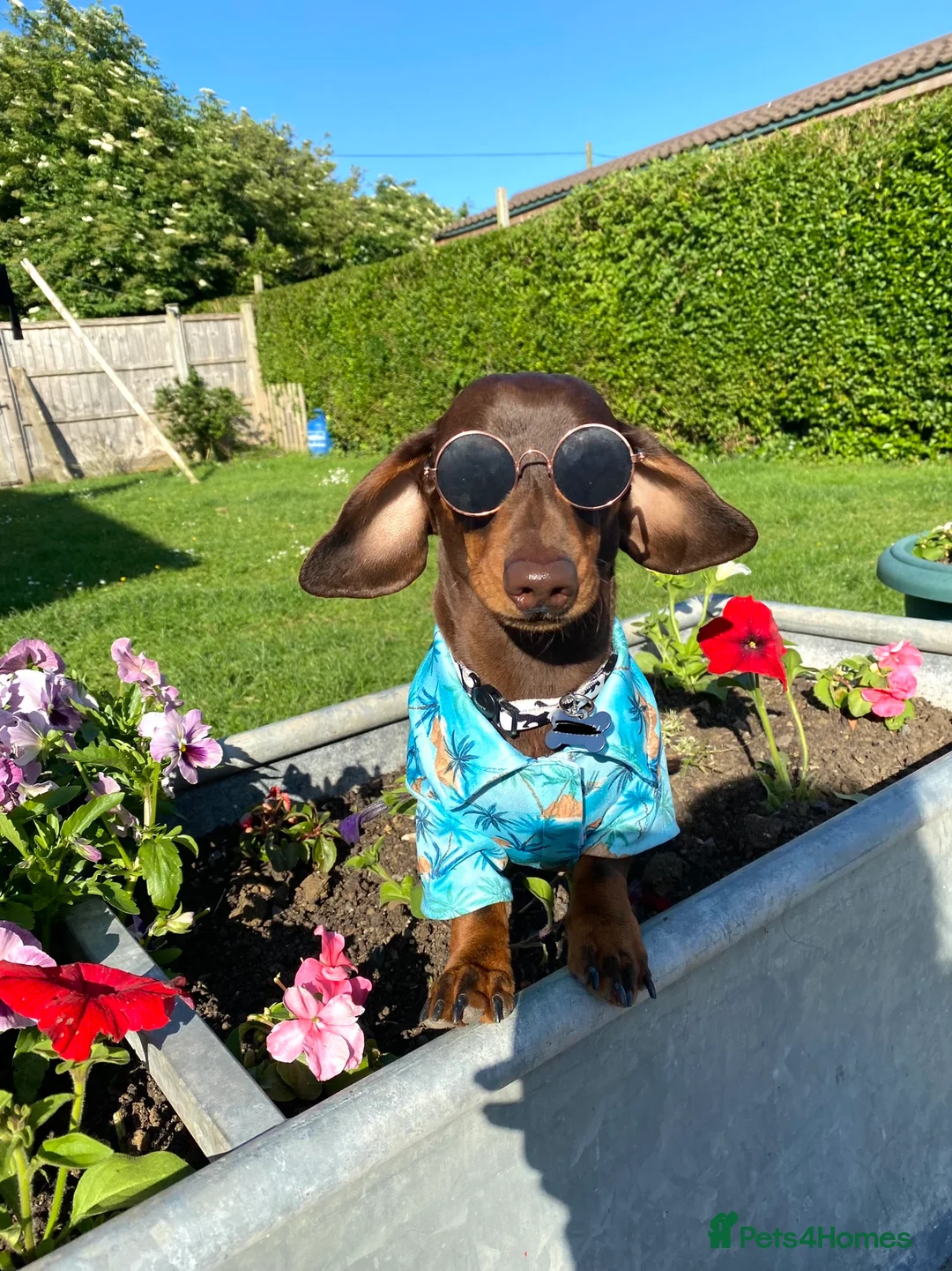 Miniature Dachshund dogs for stud: Minature Dachshund for stud!! *PRA CLEAR* in Martock - Advert 3