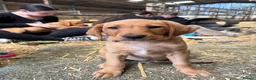 Labrador Retriever dogs for sale: Red fox Labrador puppies  - Advert 1
