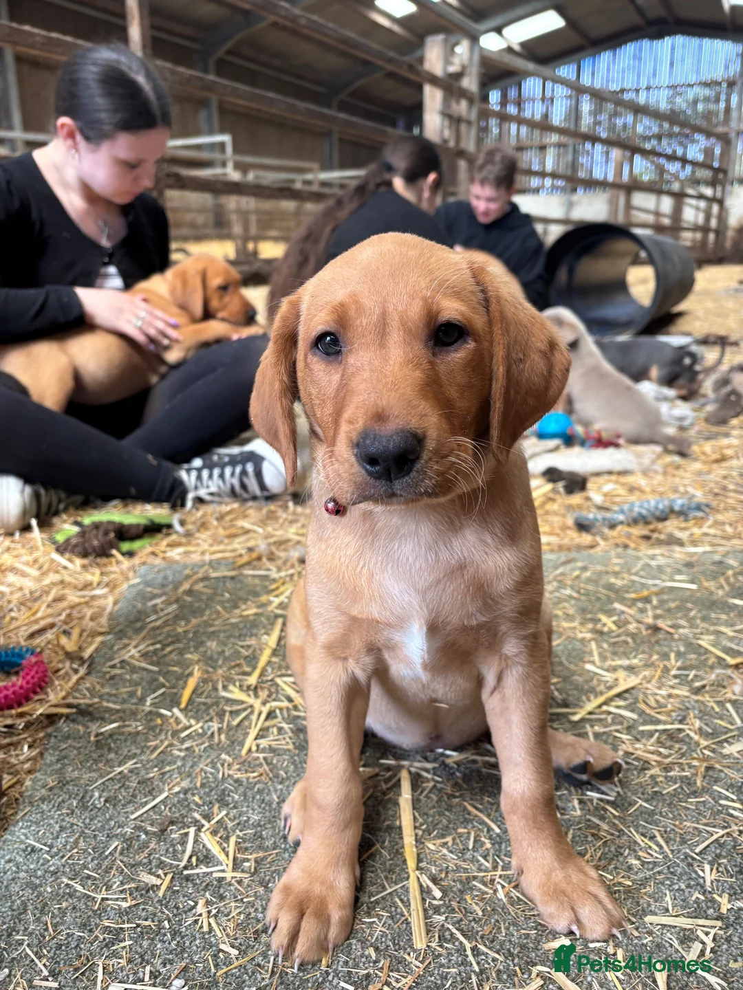 Labrador Retriever dogs for sale: Red fox Labrador puppies  - Advert 1