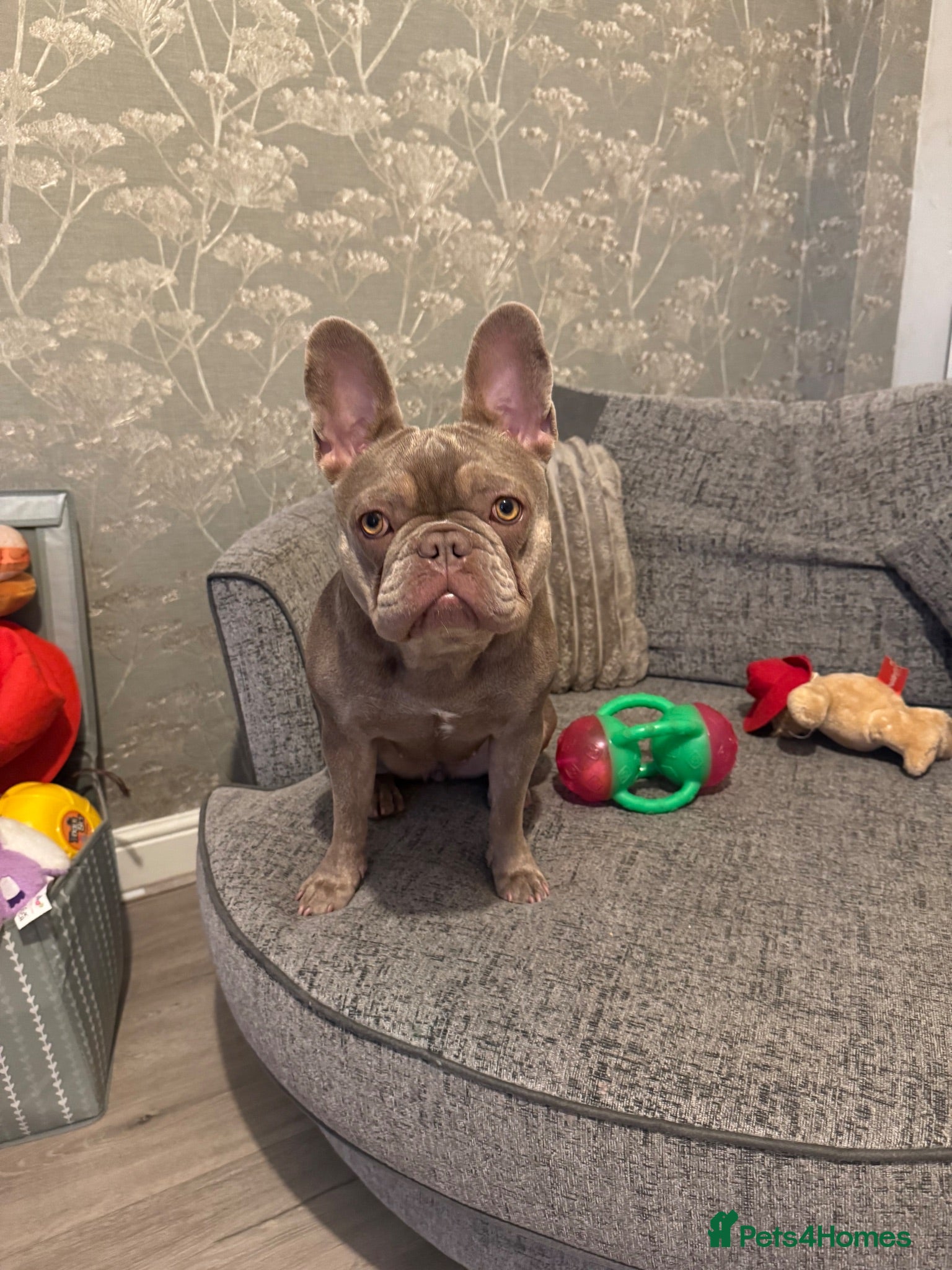 French Bulldog dogs Female frenchie  - Advert 1