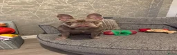 French Bulldog dogs for sale: Female frenchie  - Advert 1