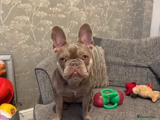 French Bulldog dogs Female frenchie - Advert 1