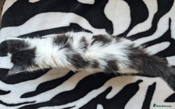 Mixed Breed cats for sale: Kittens  - Image 6