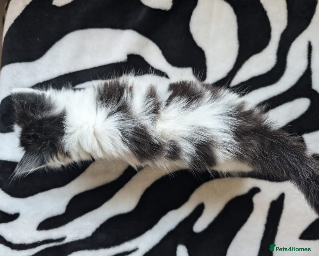 Mixed Breed cats for sale: Kittens  - Image 6