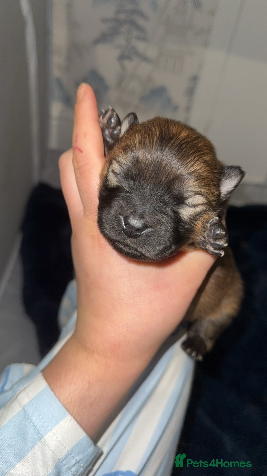 Chow Chow dogs for sale: Chow chow puppies  - Advert 7