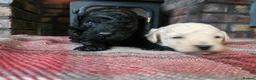 Toy Poodle dogs for sale: Toy poodle pups - Advert 4