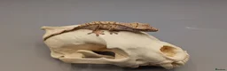Gecko reptiles for sale: Tri Colour Harlequin Partial Pin Crested Gecko  - Advert 3