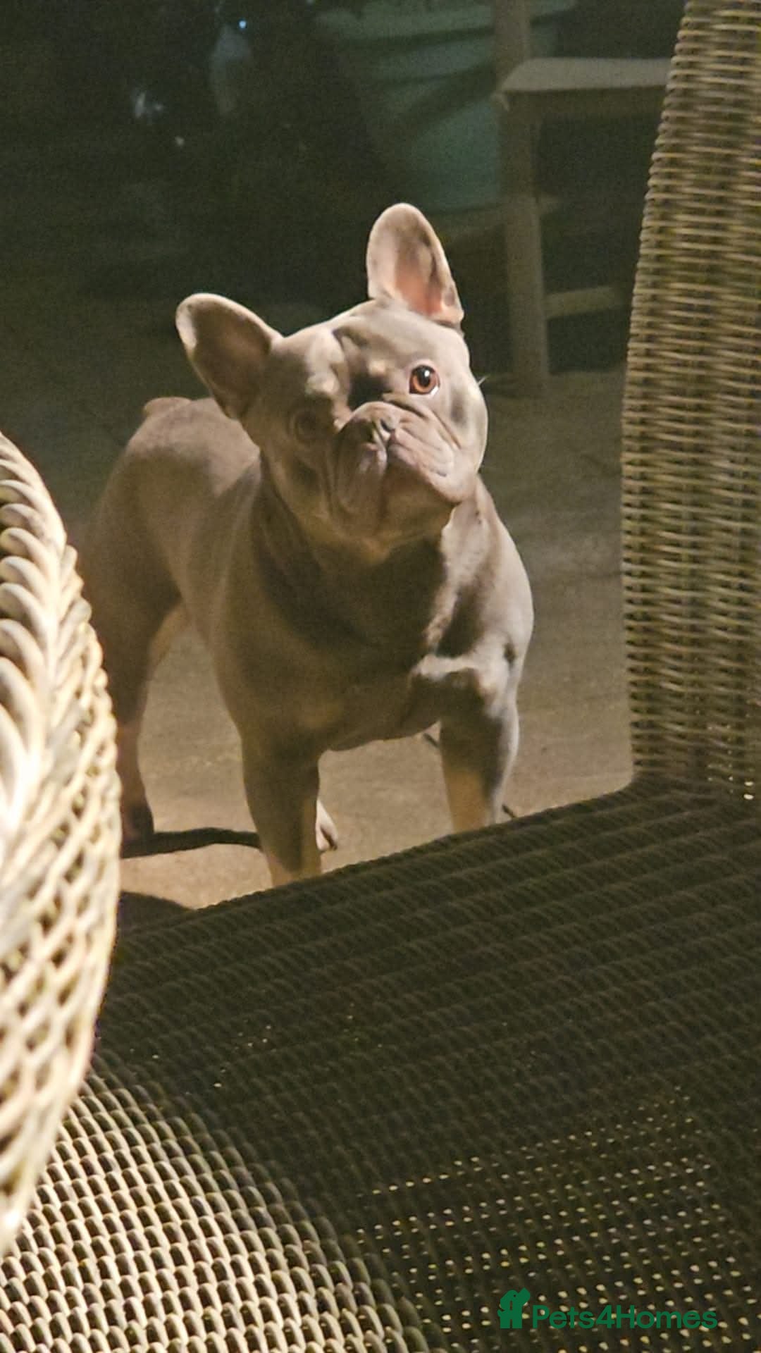 French Bulldog dogs for stud: Blue And Tan Frenchie (Stud) - Advert 7