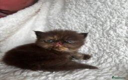 Persian cats for sale: Pure Persian Kittens - Image 10