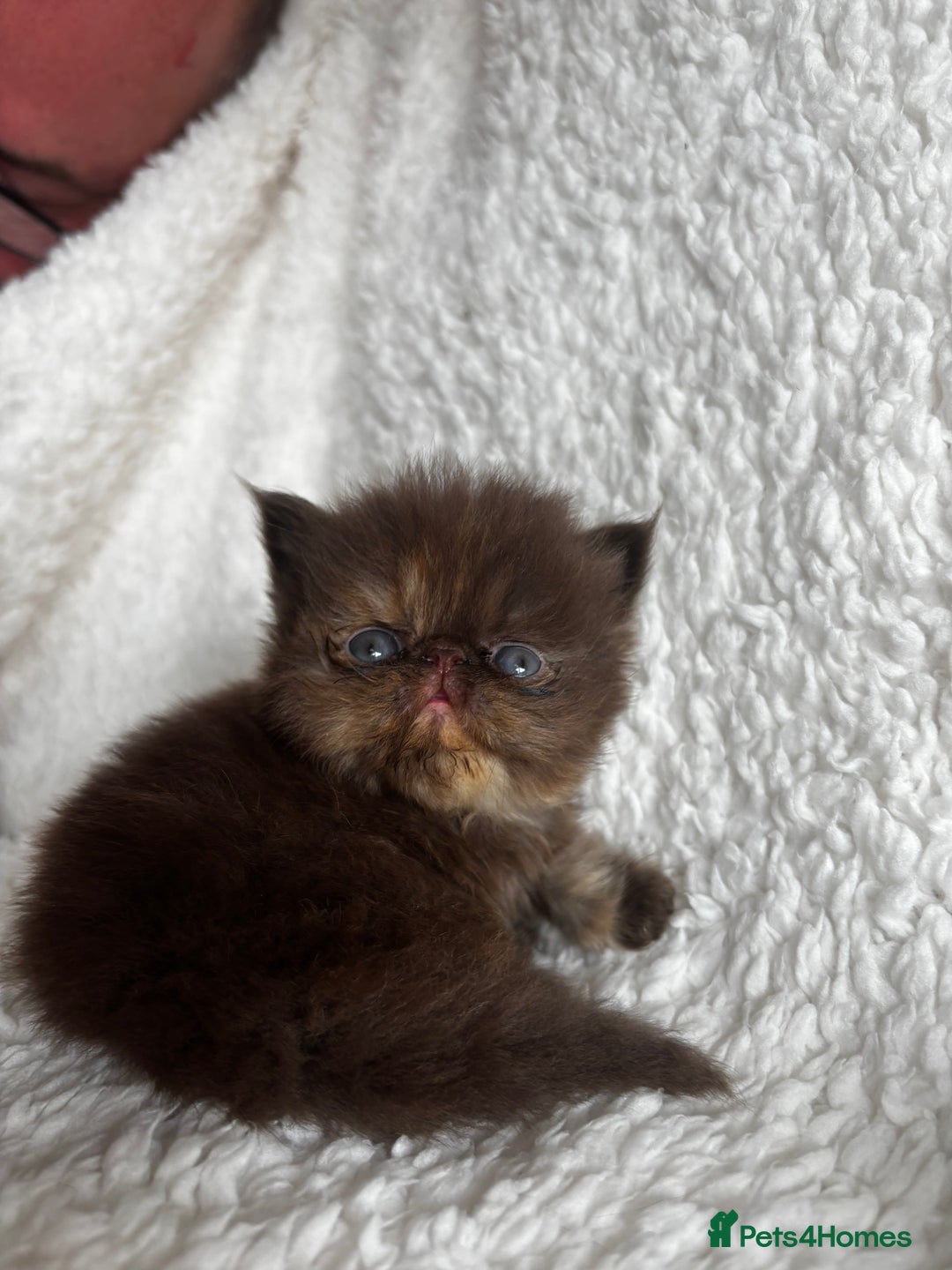 Persian cats for sale: Pure Persian Kittens - Image 10