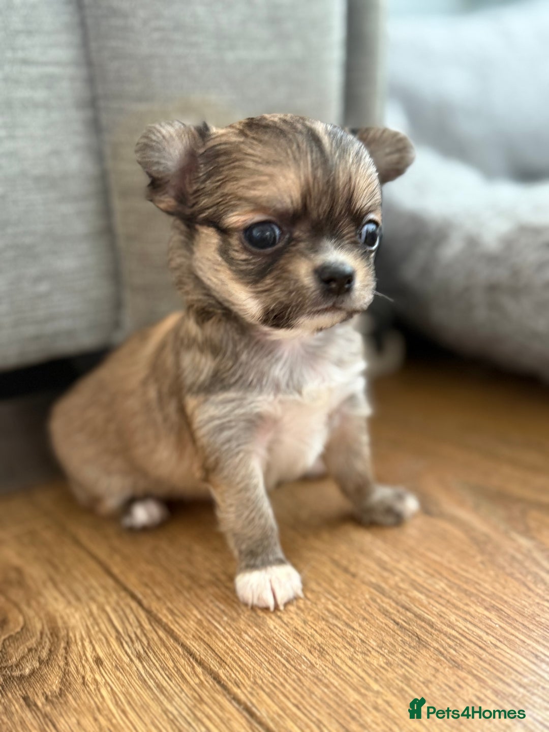 Chihuahua dogs for sale: Last show quality KC long coat Boy  - Advert 8