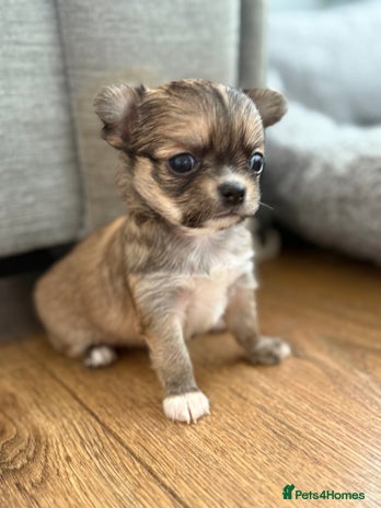 Chihuahua dogs - Advert 3