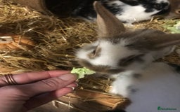 Mixed Breed rabbits for sale: Baby rabbits mixed breed  - Image 12