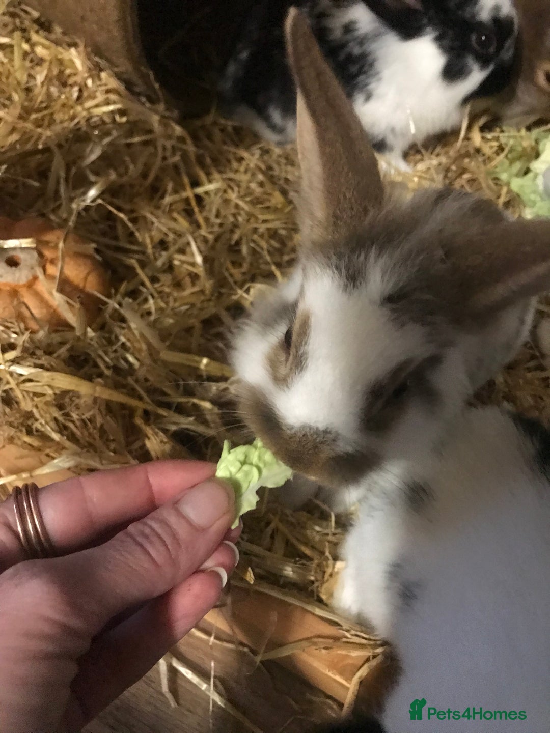 Mixed Breed rabbits for sale: Baby rabbits mixed breed  - Image 12