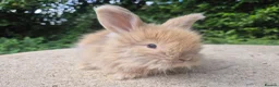 Angora rabbits for sale: 🌟STUNNING ANGORA BABIES- maxi full face 🌟 - Advert 20