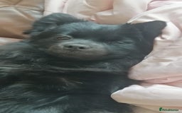 Pomapoo dogs for sale: Pompoo's - Advert 5