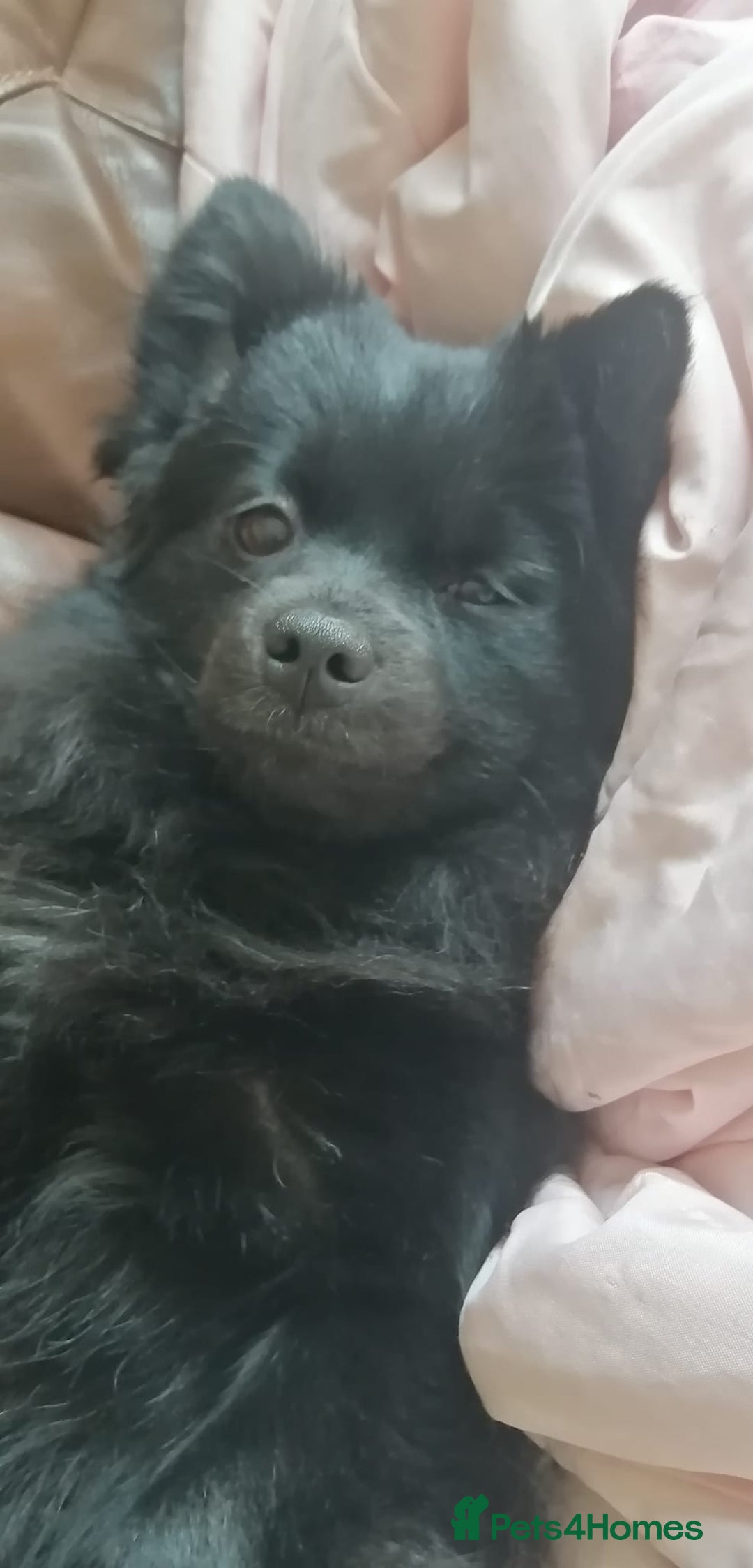 Pomapoo dogs for sale: Pompoo's - Advert 5