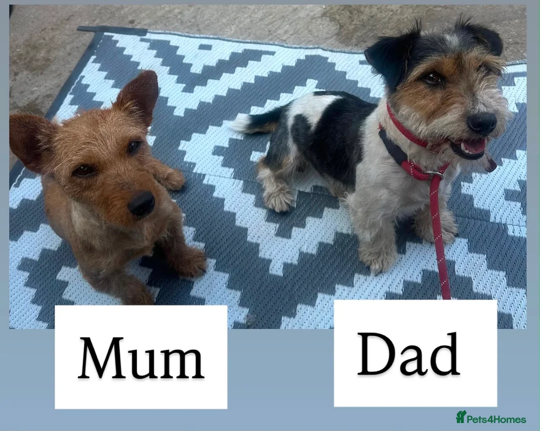 Jack Russell dogs for sale: Old fashion Jack-Russells - Advert 8