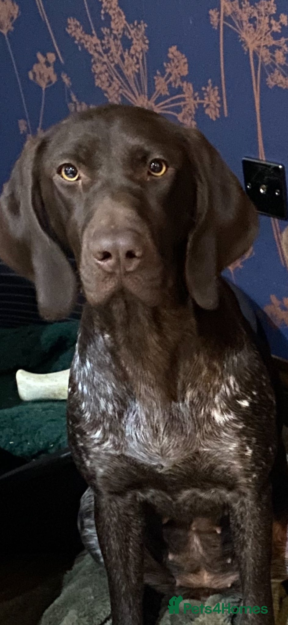 German Shorthaired Pointer dogs for sale: 4 year old beautiful pointer  - Advert 1