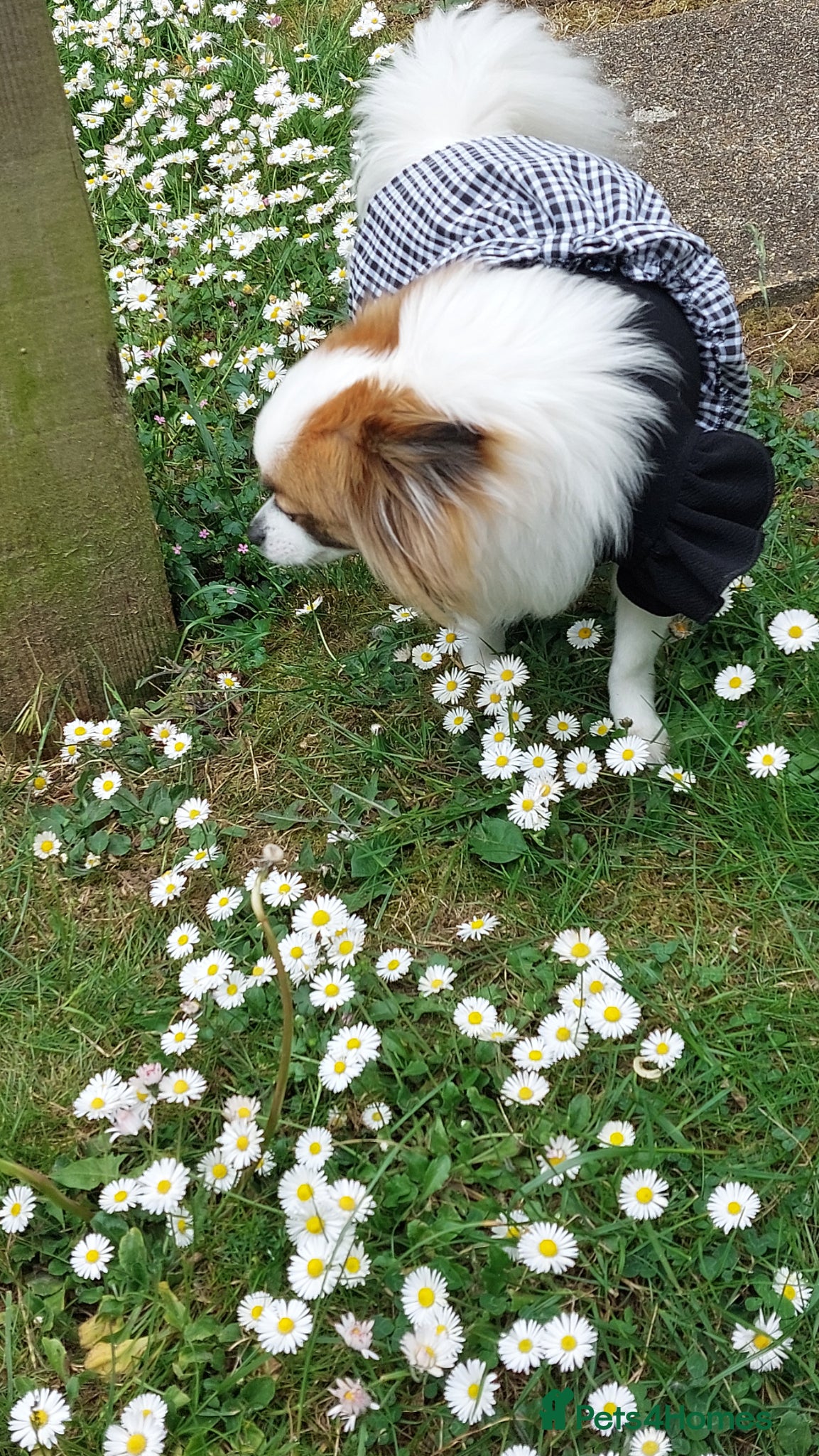 Mixed Breed dogs for sale: Dog for sale  in Gillingham - Advert 1