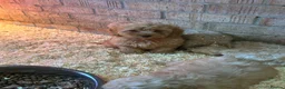 Cavapoo dogs for sale: Toy poodle x cavalier (cavapoo) - Advert 4