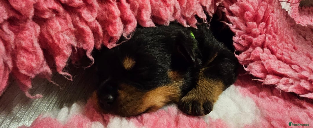Rottweiler dogs for sale: Suberbly Bred KC Registered Rottweiler Puppies  - Advert 11