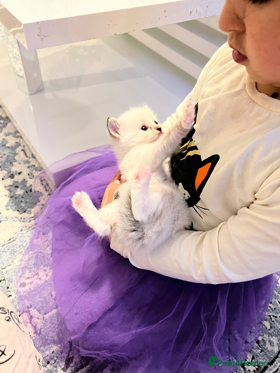 Ragdoll cats for sale: Ragdoll kittens  - Image 32