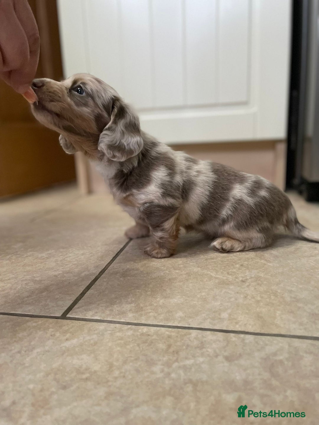 Miniature Dachshund dogs for sale: Long hair, Isabella and tan dapple / piebold  - Advert 4