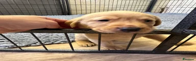 Labrador Retriever Puppy 1