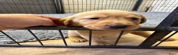 Labrador Retriever dogs for sale: KC Registered Labrador Retrievers - Advert 22