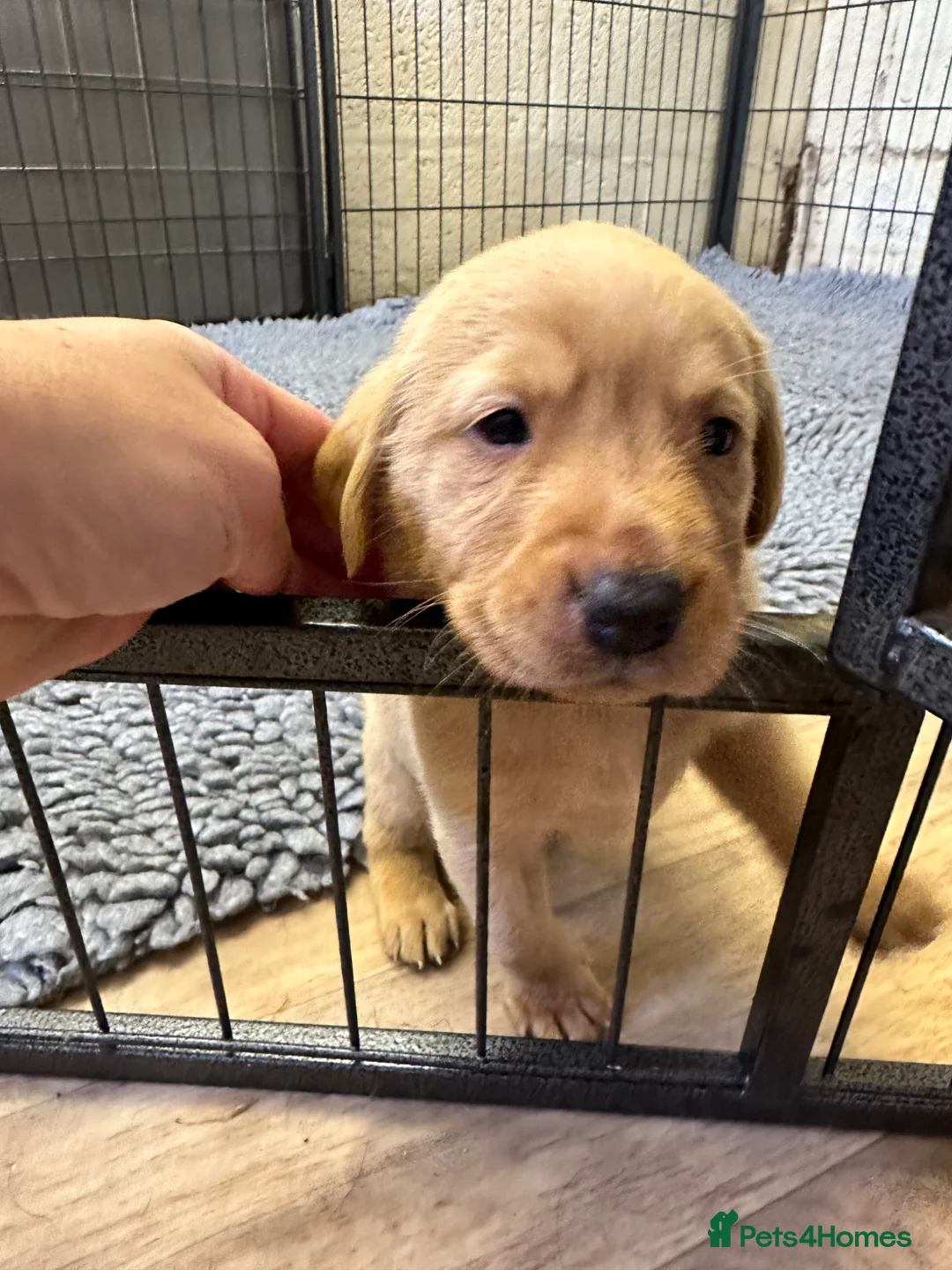 Labrador Retriever dogs for sale: KC Registered Labrador Retrievers - Advert 22