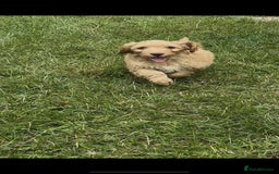 Cockapoo dogs for sale: F1 beautiful  cockapoo puppy’s  - Image 17