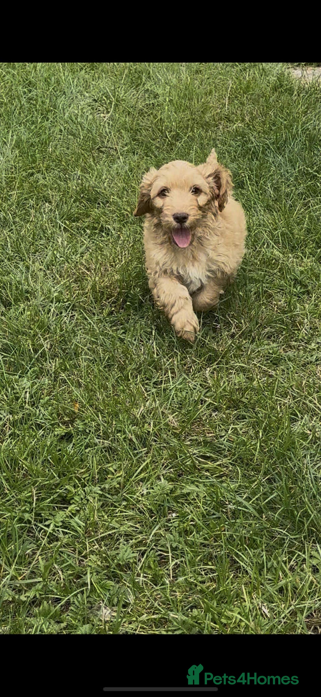 Cockapoo dogs for sale: F1 beautiful  cockapoo puppy’s  - Image 17