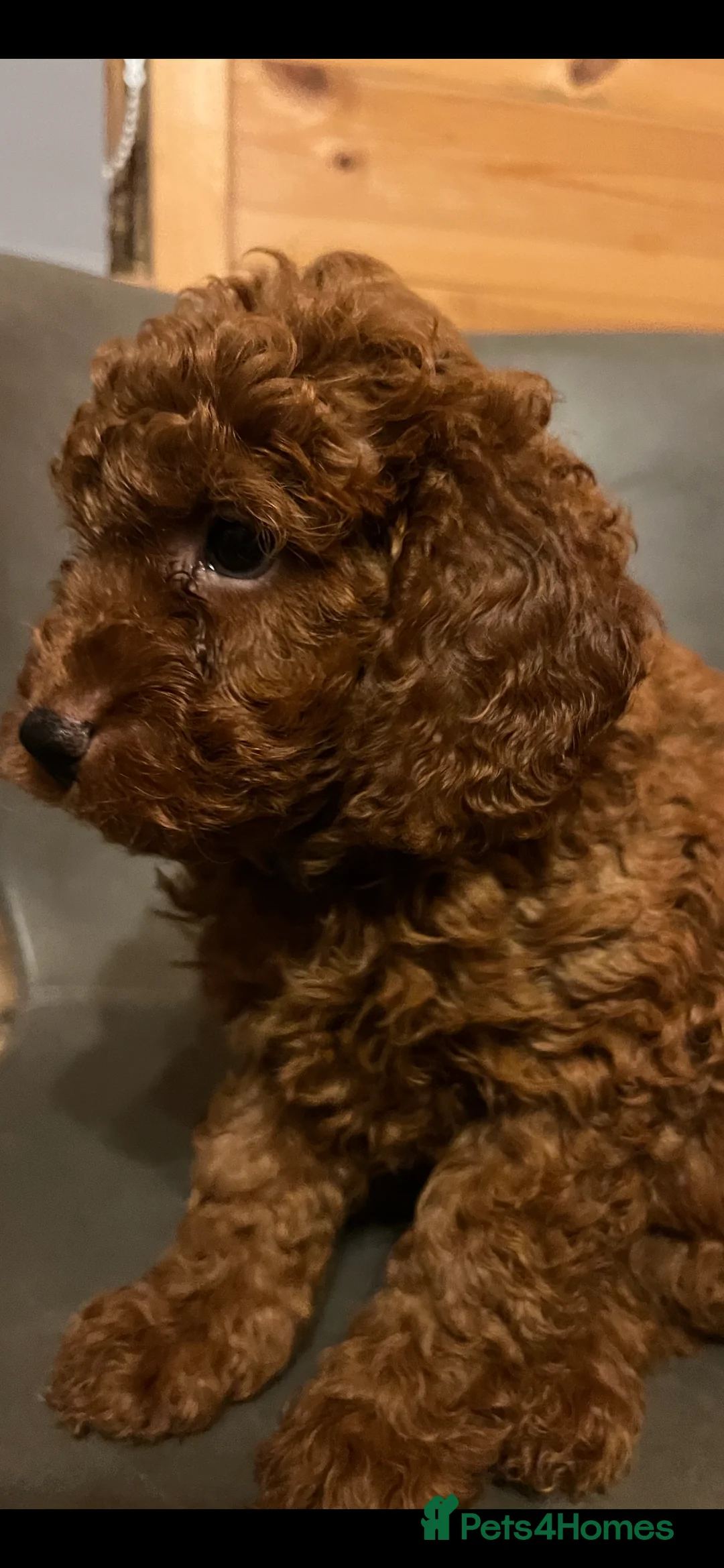 Cavapoo dogs for sale: Cava poo puppies - Advert 2