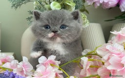 British Shorthair cats for sale:  Quality British kittens - Image 8